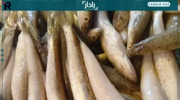 أسعار البلطى في الإسكندرية تستقر عند 85 جنيهاً